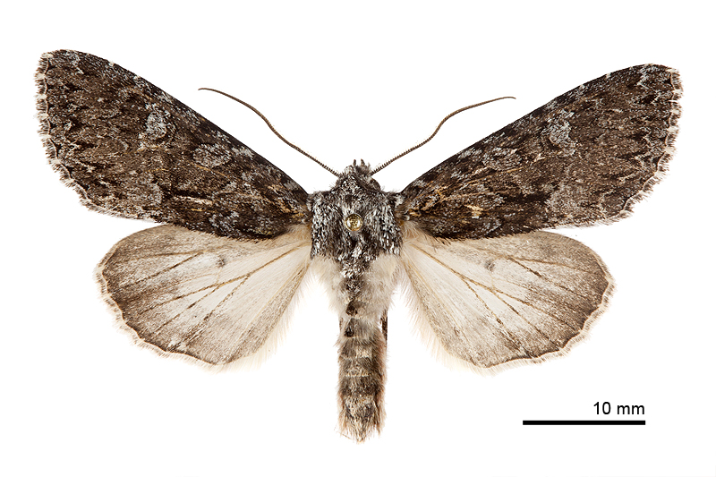 Mniotype aulombardi Male